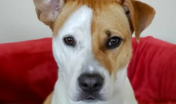 Bimbo si perde, cane lo scorta